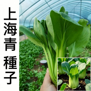 台灣發貨   四季蔬菜種子 （500粒）四季種植 上海青種子 蘇州青 小油菜 上海小白菜 青梗菜 大田盆栽易種高產高产量