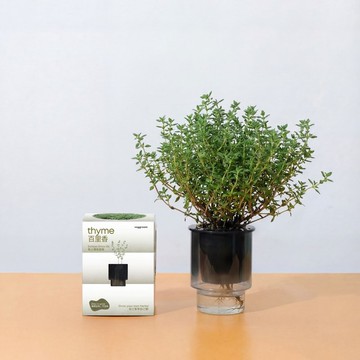 自己種 廚房香草系列: Veggroom 水耕百里香種植套裝