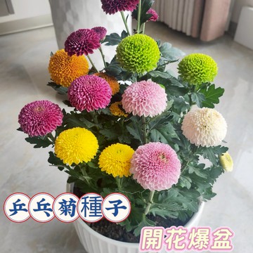 現貨💥乒乓菊種子（250粒） 超低價 菊花翠菊種子 四季開花 觀賞花卉 室內庭院植物盆栽 耐寒耐旱易養活 觀賞花卉種子