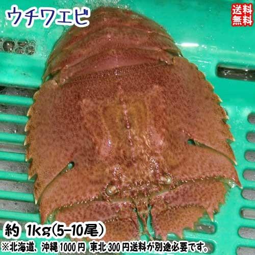 愛媛 活き ウチワエビ 5-10尾 0.9〜1kg分 幻の海老 浜から直送 送料無料 宇和海の幸問屋