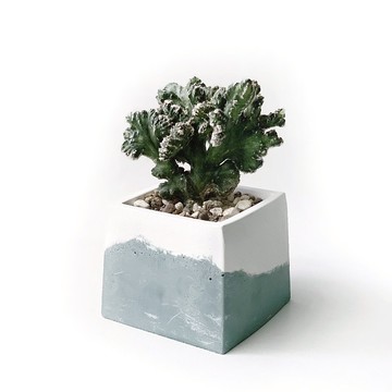 (預購) 莫蘭迪綠系列 | 殘雪之峰 方形雙色水泥仙人掌植栽