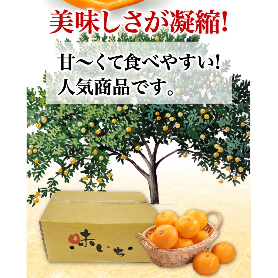 みかん 熊本県産 早生 秀品みかん 12月出荷 予約 味いち小玉みかん 3kg 2S 3Sサイズ 糖度12度以上 熊本産 産地直送 送料無料 S常