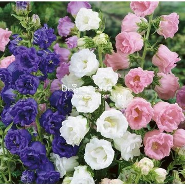 🌸台灣現貨｜重瓣風鈴草種子，塔型、輪狀多品種混合，鐘型小花清新可愛，陽台盆栽庭院造景，多年生觀賞花種籽