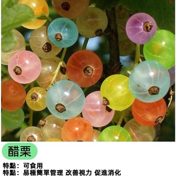 8款醋栗種子 澳洲進口 蛋白石莓 白醋栗種子 紅醋栗 黑醋栗種子 黑加侖 白加倫種子 水果種子 漿果庭院陽台