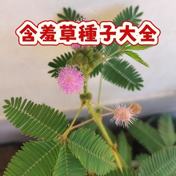 🌱（含羞草種子）跳舞草 今年新籽  發芽率高 易種易活  四季可播  淨化空氣  趣味植物室內外懶人盆栽#可藥用可觀賞
