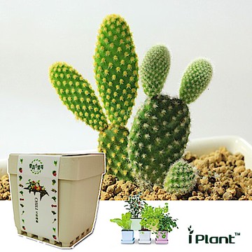 iPlant積木盆栽開心農場-仙人掌