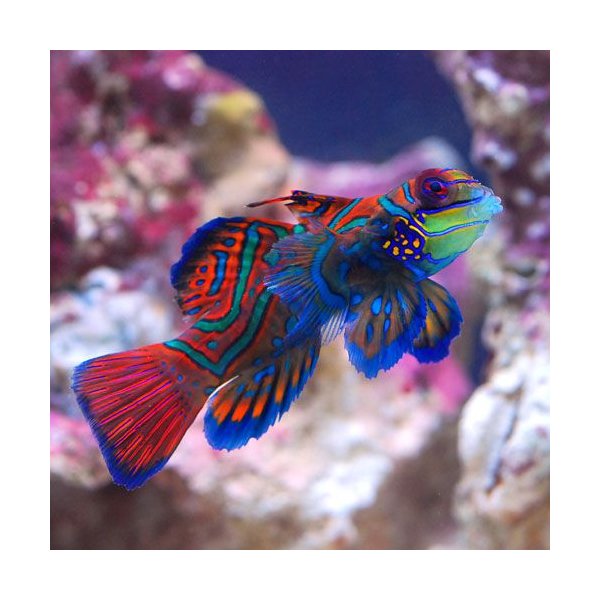 海水魚 マンダリン ｓ ｍサイズ １匹 北海道 九州航空便要保温 通販 Lineポイント最大0 5 Get Lineショッピング