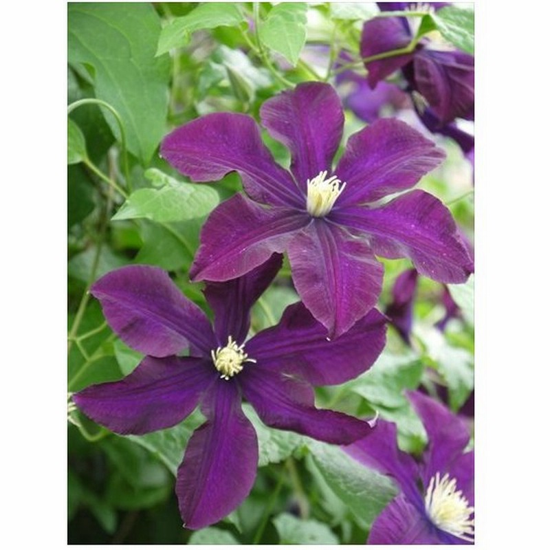 予約販売 充実大株クレマチス 苗 ワルシャワニキ ジャックマニー系 2年生株 12cmポット地植えok 11月上旬以降発送 通販 Lineポイント最大0 5 Get Lineショッピング