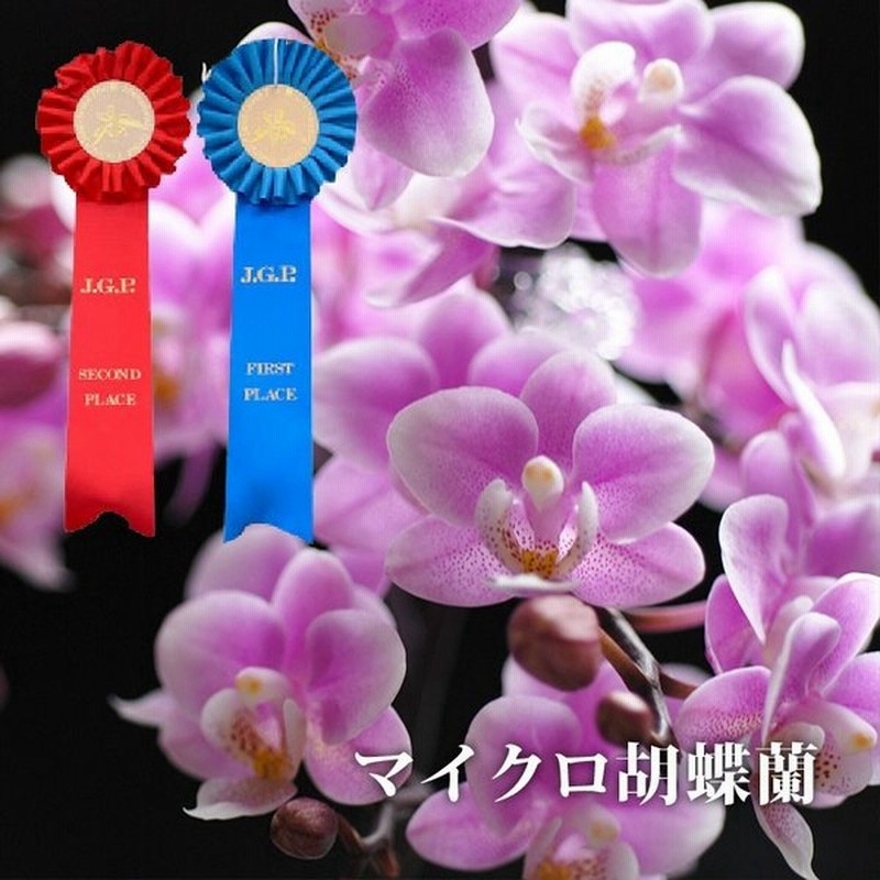 敬老の日 鉢植え 花 ギフト 選べる マイクロ 胡蝶蘭 鉢植えの花 鉢花 コチョウラン 洋ラン 生花 プレゼント 母 還暦 古希 喜寿 祝い 贈り物 通販 Lineポイント最大0 5 Get Lineショッピング