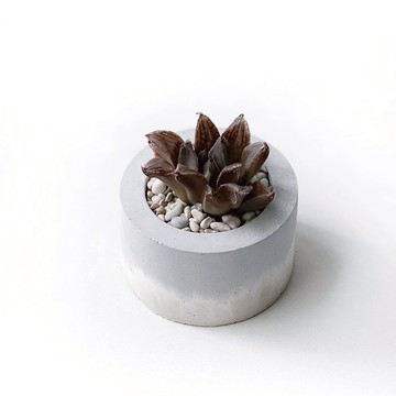 (預購) 奶茶系列 | 實生壽 小圓形三色不規則水泥多肉植栽