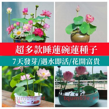 💯款已開口微型碗蓮種子 微型睡蓮種子（5天發芽，遇水即活）大型四季荷花蓮花種子 禪意植物開花不斷四季水生魚缸種子