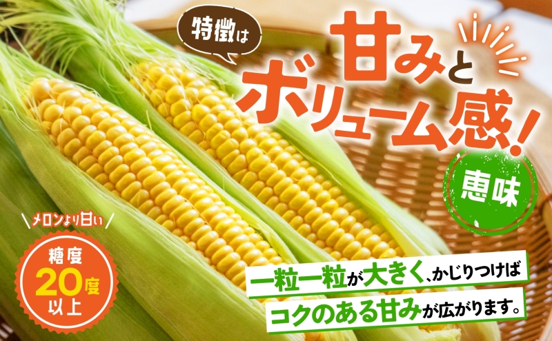 北海道産 とうもろこし 恵味 めぐみ 2L 10～12本 朝採り 恵み トウモロコシ 玉蜀黍 とうきび 大きめ スイートコーン 甘い 旬 夏 新鮮 もぎたて 朝採れ 産地直送