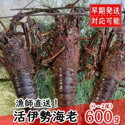 ふるさと納税 室戸市 活伊勢海老600g