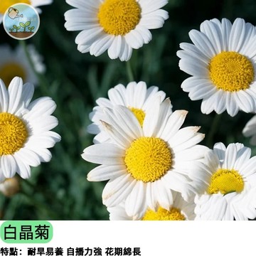 🤍【白雪公主】白晶菊種子 晶晶花/小白菊 爆花成球 花期長 陽台盆栽 花壇綠化 蜜源植物 新手推薦 四季可播