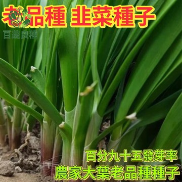 韭菜種子 四季韭菜 韭黃種子 家庭菜園 陽台盆栽 多年生蔬菜 割取蔬菜 廚房香草 健康蔬菜 自種青菜 台灣品種 蔥蒜類