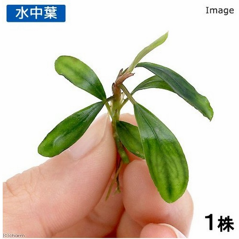 水草 ブセファランドラｓｐ ｐｙｇｍａｅａ 無農薬 水中葉 １株 通販 Lineポイント最大0 5 Get Lineショッピング