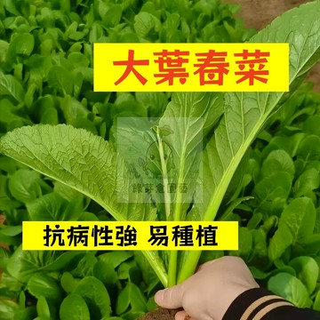 🌱早熟高產 大葉春菜種子CC-2 不挑土壤 耐寒性高 生長勢快 抗病性強 大陸妹 芥菜 易種植 四季高產陽台盆栽蔬菜種籽