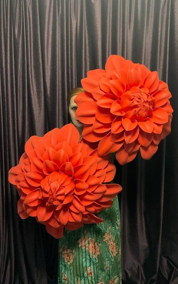 大紅色大麗花。婚禮背景。 70 厘米花。巨型大麗花。豪華紅色裝飾