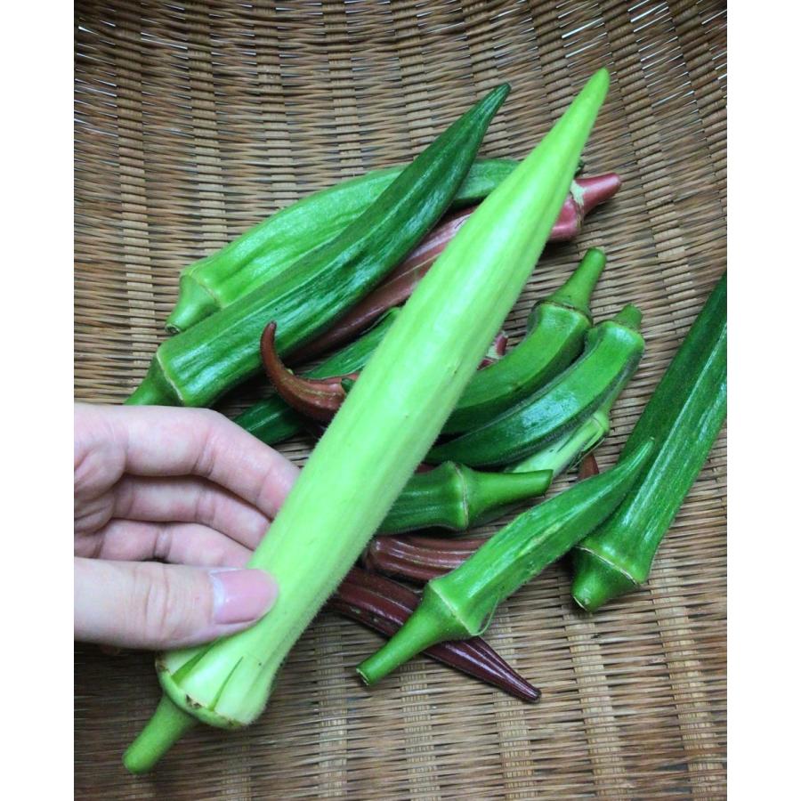 送料無料　もったいない野菜セット　規格外の野菜の詰め合わせ（北海道・沖縄は別途送料）