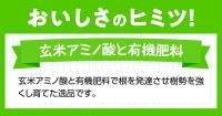 宮崎県産完熟マンゴー「果実の宝石」４Ｌ×１玉