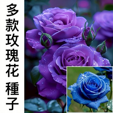 現貨【多款玫瑰種子】（250粒）精選種子 好種植 新手易種 熱戀之花 四季種植 白玫瑰 紅玫瑰 粉玫瑰 觀賞花卉種子