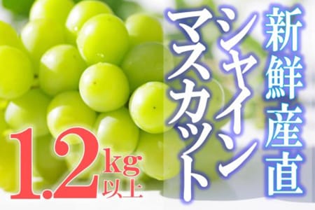 新鮮産直甲州市！シャインマスカット1.2kg2～3房（KSF）B12-170