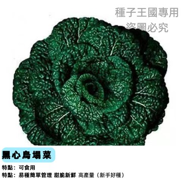 烏塌菜種子 百葉塔菇菜 黑心白菜苗 秋冬蔬菜種籽 家庭菜園盆栽專用 耐寒綠葉蔬菜 臺灣農場直送 有機栽培可食用