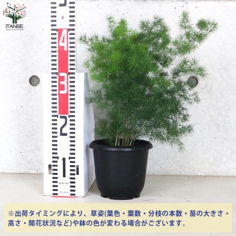 ITANSE アスパラガス ミリオグラタス 観葉植物 5号鉢 1個売り 人気 観葉植物 おしゃれ インテリア 観賞 送料無料 イタンセ公式 |  LINEブランドカタログ