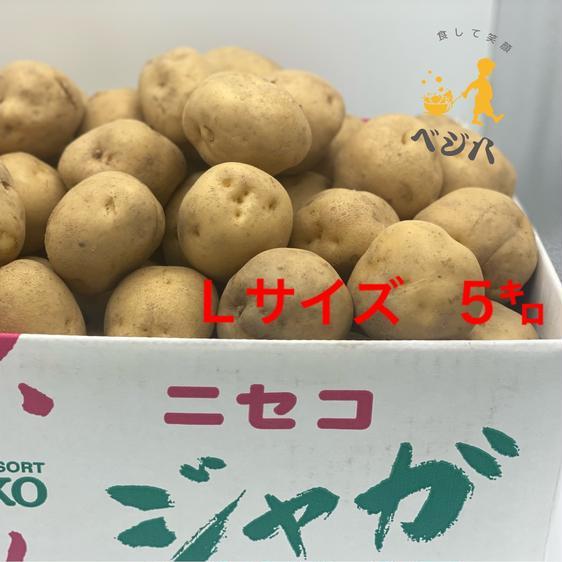 野菜 じゃがいも (2)キタアカリ Ｌサイズ 5キロ じゃがいも 北海道 産地直送