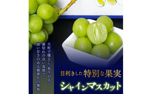 ＜2024年先行予約＞大房『シャインマスカット』 山梨県産ぶどう 青秀品 2房 計約1.2kg 化粧箱入 ※冷蔵 JAふえふき 203-009