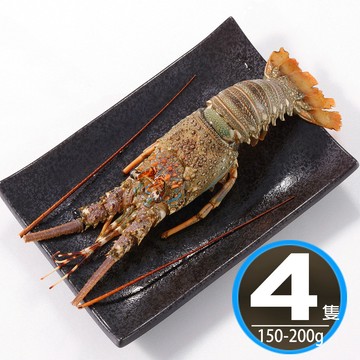 【華得水產】野生頂級龍蝦4隻組(150-200G/隻)