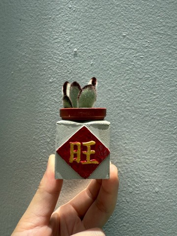 旺  紅通通!!新年磁鐵盆栽 送多肉植物