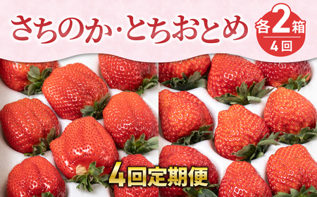 大粒いちご「とちおとめ」「さちのか」２箱セット（約1.2kg）