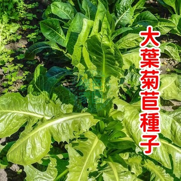 🔥爆款推薦！臺灣專售大葉菊苣種子，葉大鮮嫩、營養滿分，陽台菜園必備！高發芽率，輕鬆豐收，限時優惠搶購中！