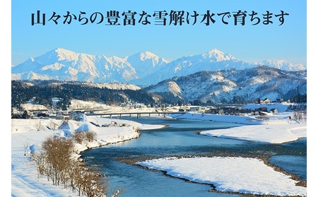 魚沼米農家の作った 魚沼産コシヒカリ もっちり美味しいパックご飯150g×20個