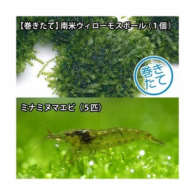 エビ 水草 ミナミヌマエビ ５匹 水草 巻きたて 南米ウィローモスボール 無農薬 １個 北海道航空便要保温 通販 Lineポイント最大0 5 Get Lineショッピング