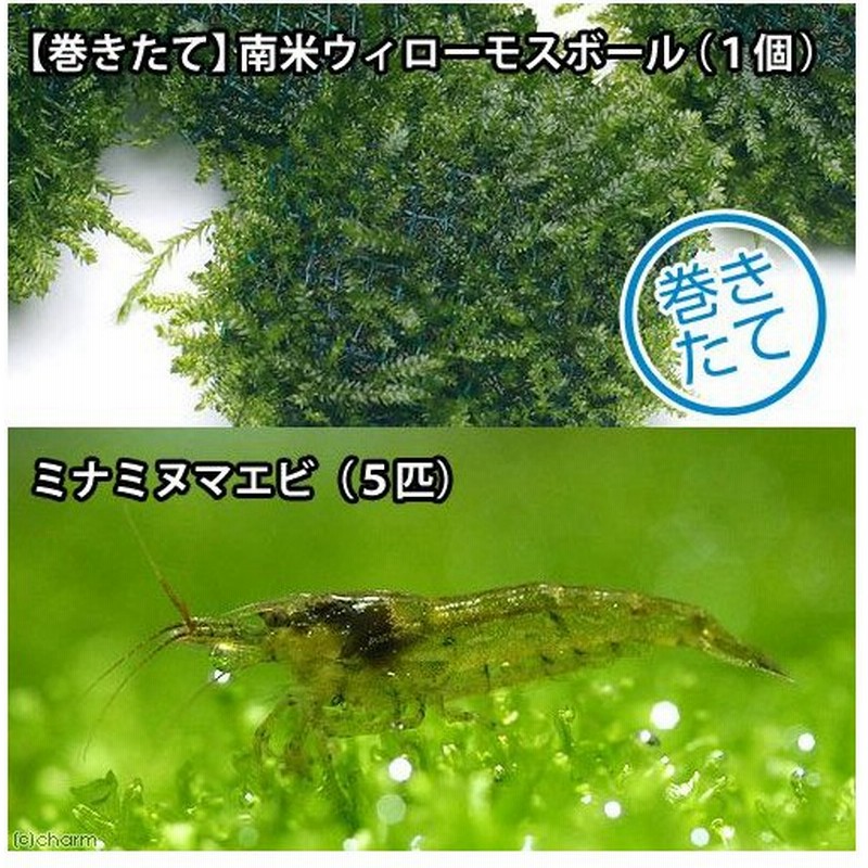 エビ 水草 ミナミヌマエビ ５匹 水草 巻きたて 南米ウィローモスボール 水中葉 無農薬 １個 北海道 九州航空便要保温 通販 Lineポイント最大0 5 Get Lineショッピング