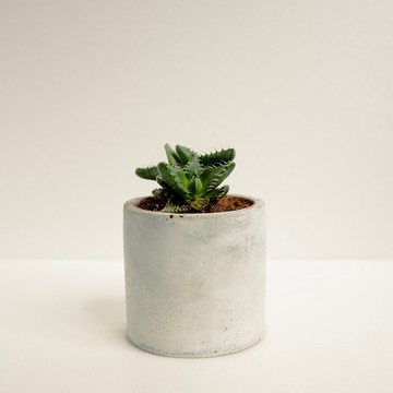 虎顎│泥作系列│福所栽