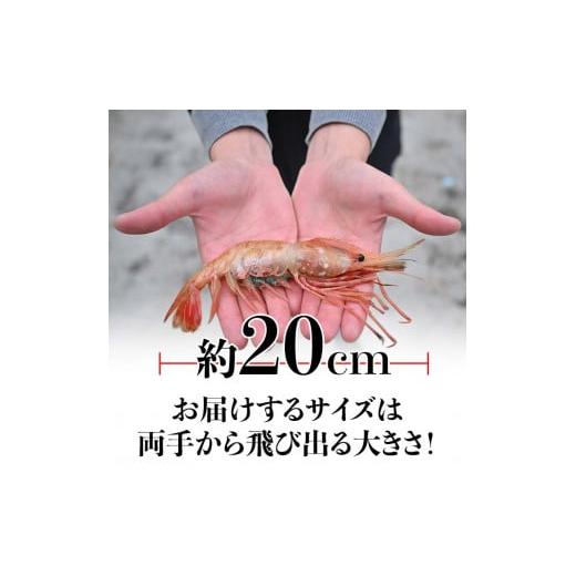 ふるさと納税 北海道 羅臼町 12月17日入金分まで 年内発送 北海道産 知床羅臼産ボタンエビ 大サイズ300g ぼたんえび ぼたん海老 魚介類 北海道 魚介 海産物 冷…