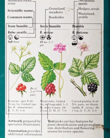 本書採下單後開始尋書/袖珍野花指南