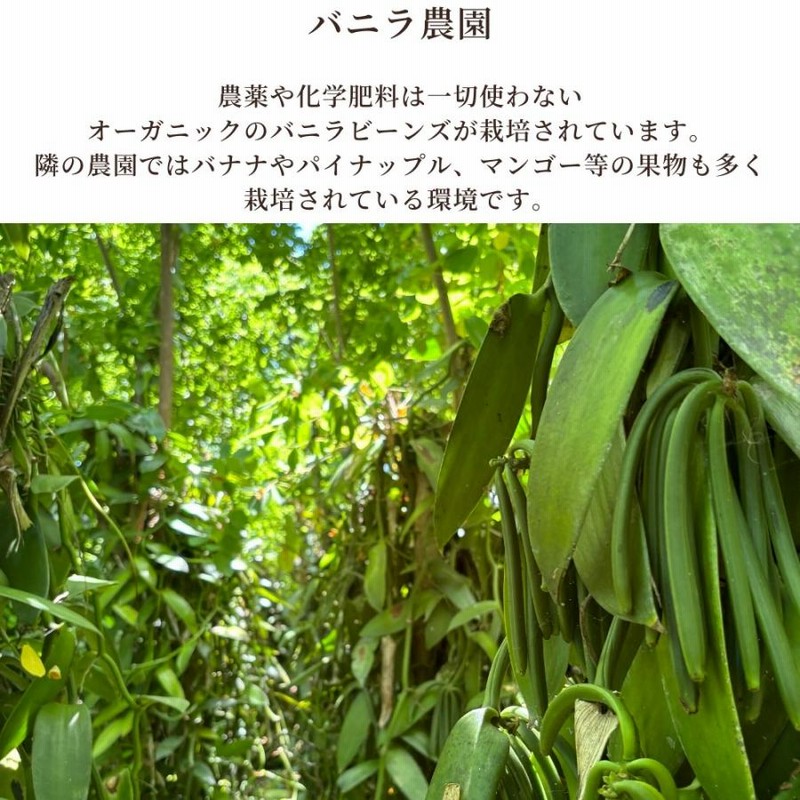 バニラビーンズ 1kg ブルボンバニラ インドネシア産 Aグレード