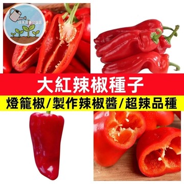 🌶️大紅辣椒種子(大辣） 超辣品種 盆栽辣椒 陽台可種 魔鬼椒 食用觀賞 自種辣椒 料理調味 農場DIY