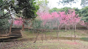 三義《美爆半山腰》超級景觀休閒農地《可分割》｜苗栗縣三義鄉雙草湖