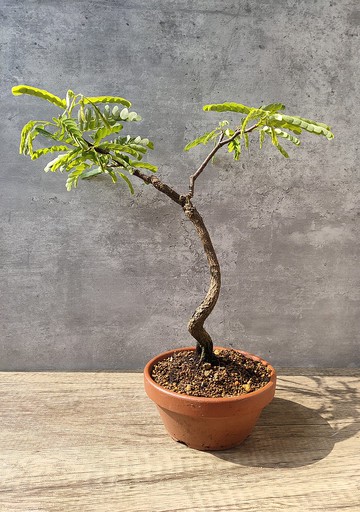 羅望子   植物 盆栽