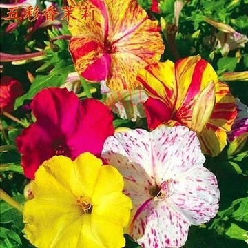 12h出貨  多彩茉莉花（20粒）四季種植 花卉盆栽 室內綠植 地雷花種籽 四季開花 陽臺 易種 花卉種子