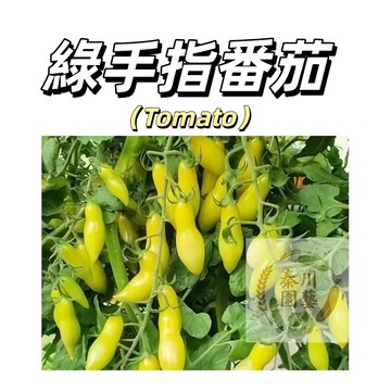 嘉義現貨（綠手指小番茄種子FQ-41）小聖女西紅柿拇指番茄種子盆栽小櫻桃蕃茄果菜蔬菜種子#tomato