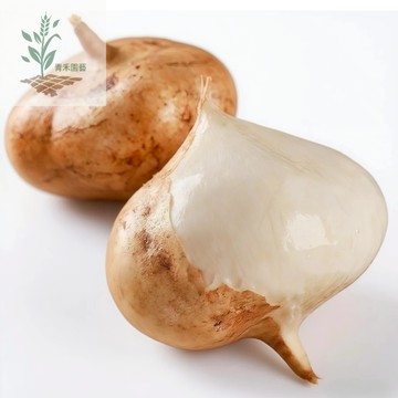 青禾園藝（豆仔薯種子）刈薯「涼薯」田薯地蘿蔔地下水梨 豆薯種子牧馬山地瓜種子~生吃脆甜四季高產豆科種子#台灣自留種