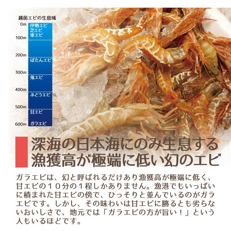 お歳暮 日本海産がらえび 750g 生食用