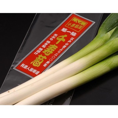 千住葱商 葱茂の『千寿葱（金品・極太）』お試し 約1kg（5本前後）送料 