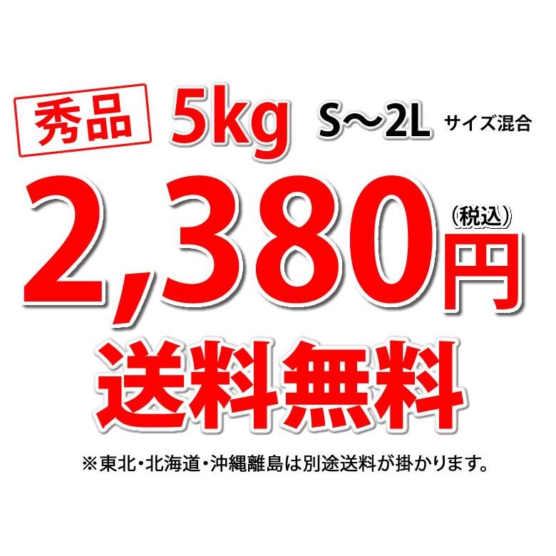 みかん 5kg 送料無料 温州みかん 秀品 3箱購入で1箱おまけ 熊本県産 蜜柑 ミカン